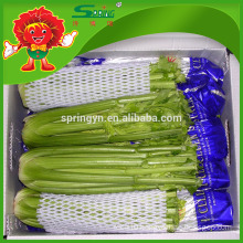 Chinese celery, long green celery for sale